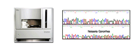 4. DNA sequencing을 통한 2차 확인과정
